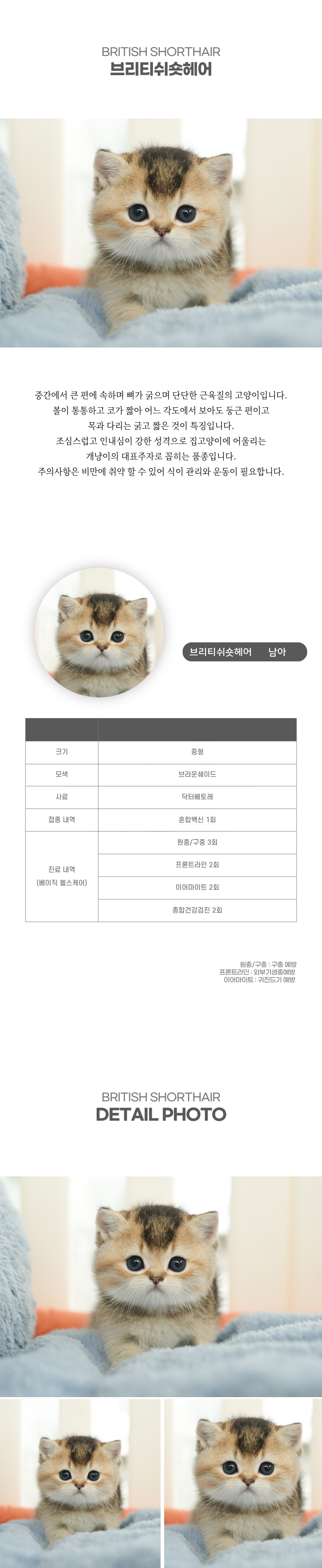 브리티쉬숏헤어_상세이미지_2